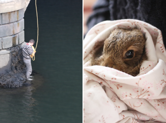 Saving His Pet Rabbit from the River
