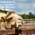 camel