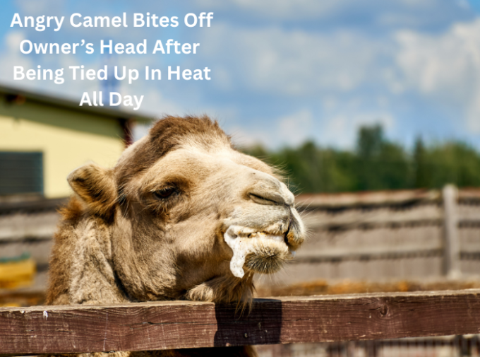 camel