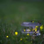 fireflies