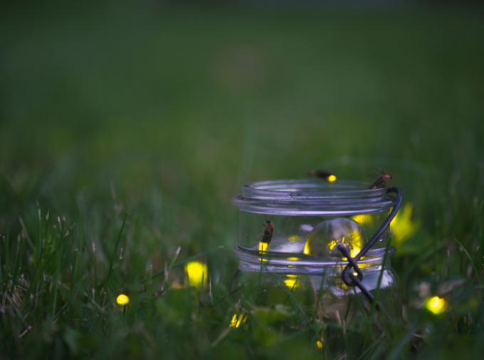 fireflies