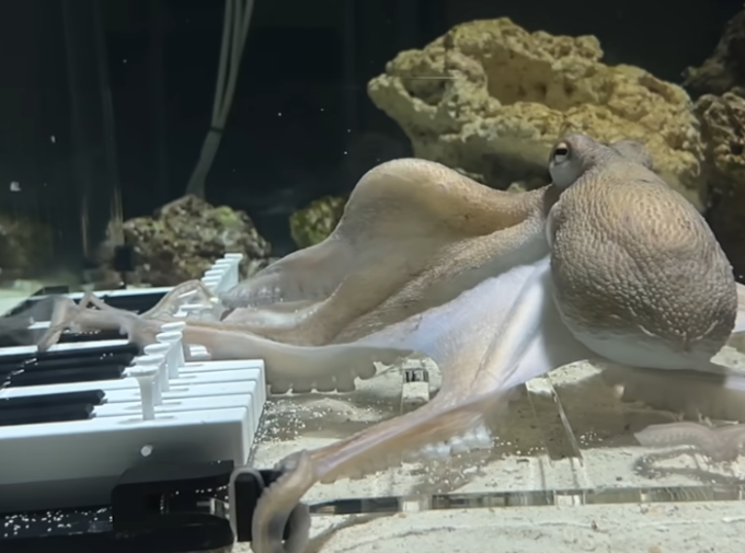 Octopus Touched a Piano